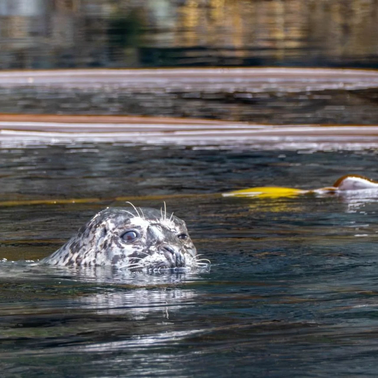A day at Alert Bay BC.