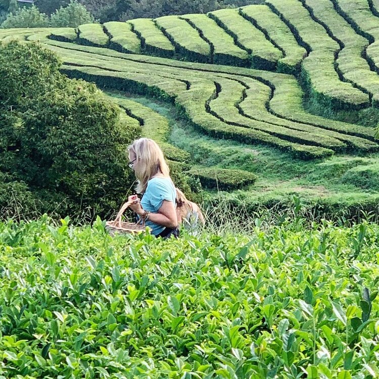 tea plantation.JPG