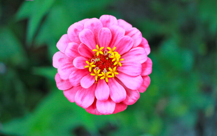 bright-pink-flower.JPG