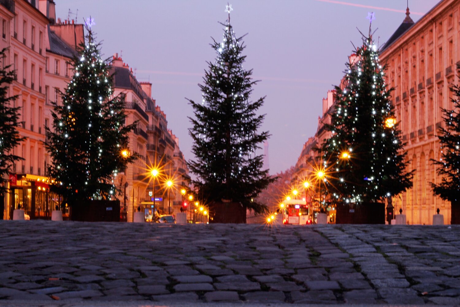 Christmas-Trees-in-Paris.JPG
