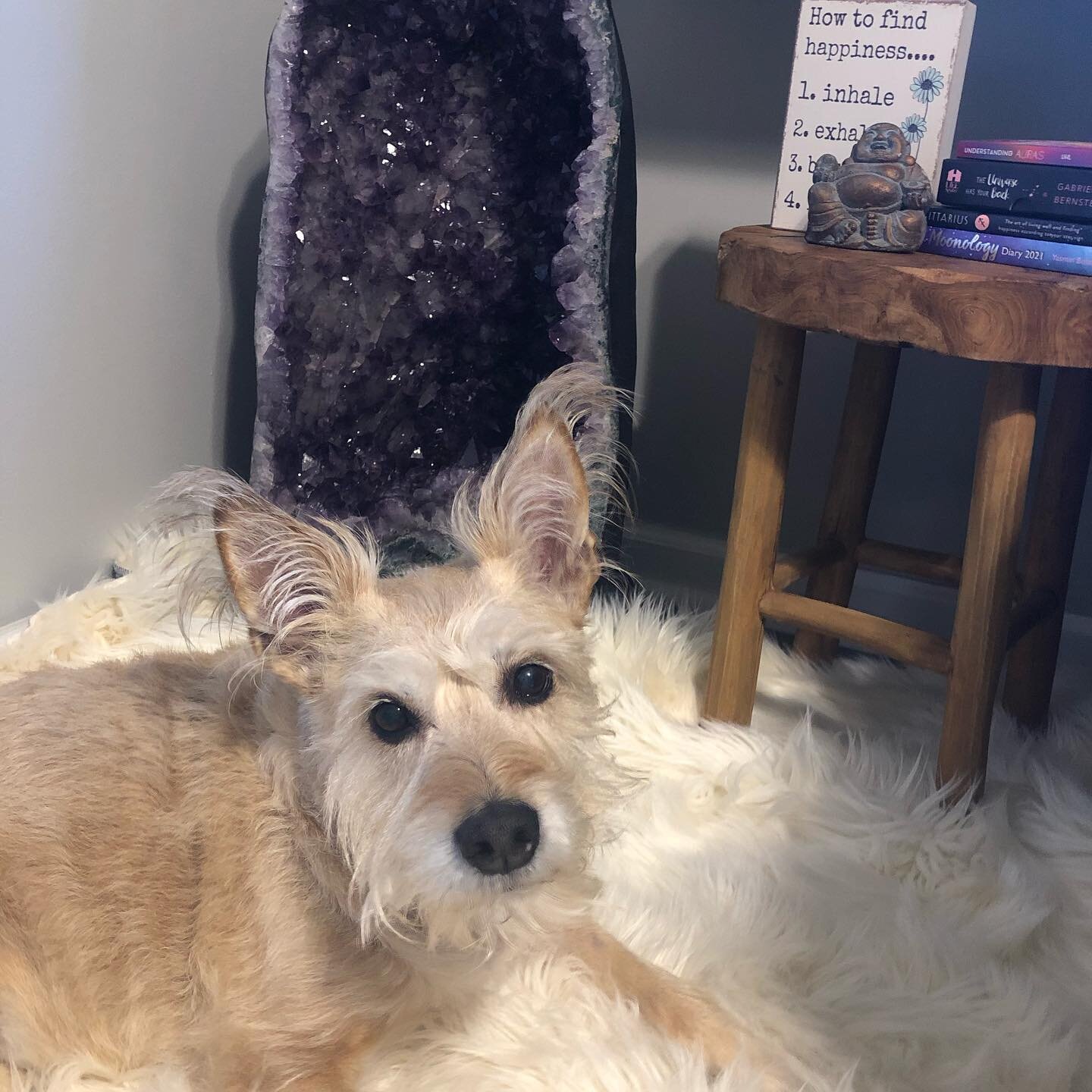 Anyone else have a problem with their dog hogging their meditation space? No? Just me? 😂

A few weeks ago I received a call from my reiki teacher who wanted to gift me this amazing amethyst for my birthday. She knew that I was drawn to it every time