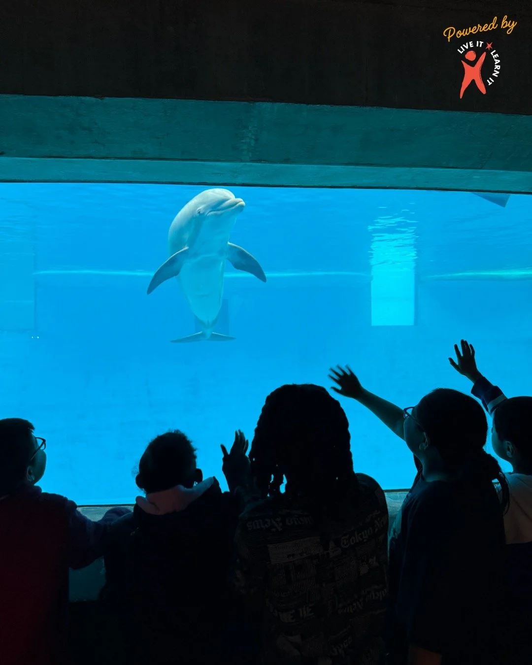 Shout out to @seatondc teacher 🌟Nadia Syed, who used the Bridge the Gap Fund🚌, powered by Live It Learn It, to bring all 53 of Seaton&rsquo;s third graders❗to the 🪼National Aquarium🐠 in Baltimore. 

The trip connected directly to their 📚DCPS Gra