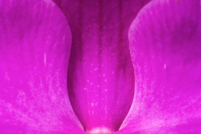 Magenta Orchid.jpeg