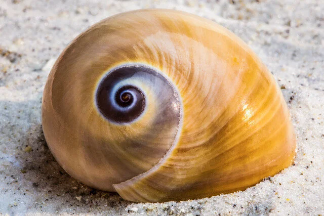 Boat Ear Moon (Shell).jpeg