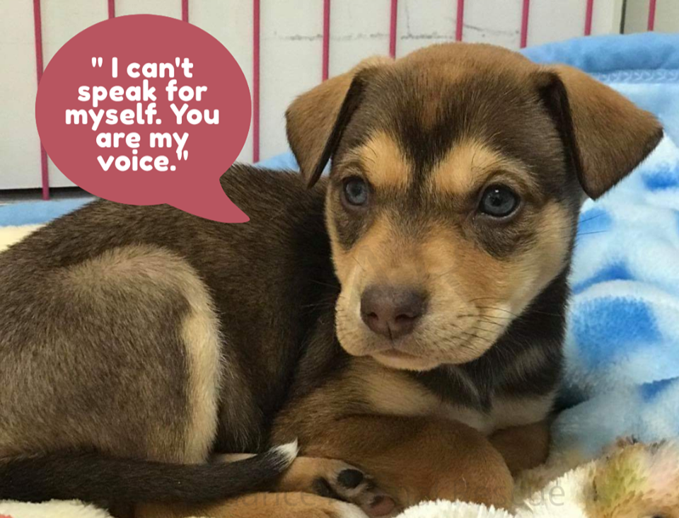 Dog with voice "I can't speak for myself. You are my voice."
