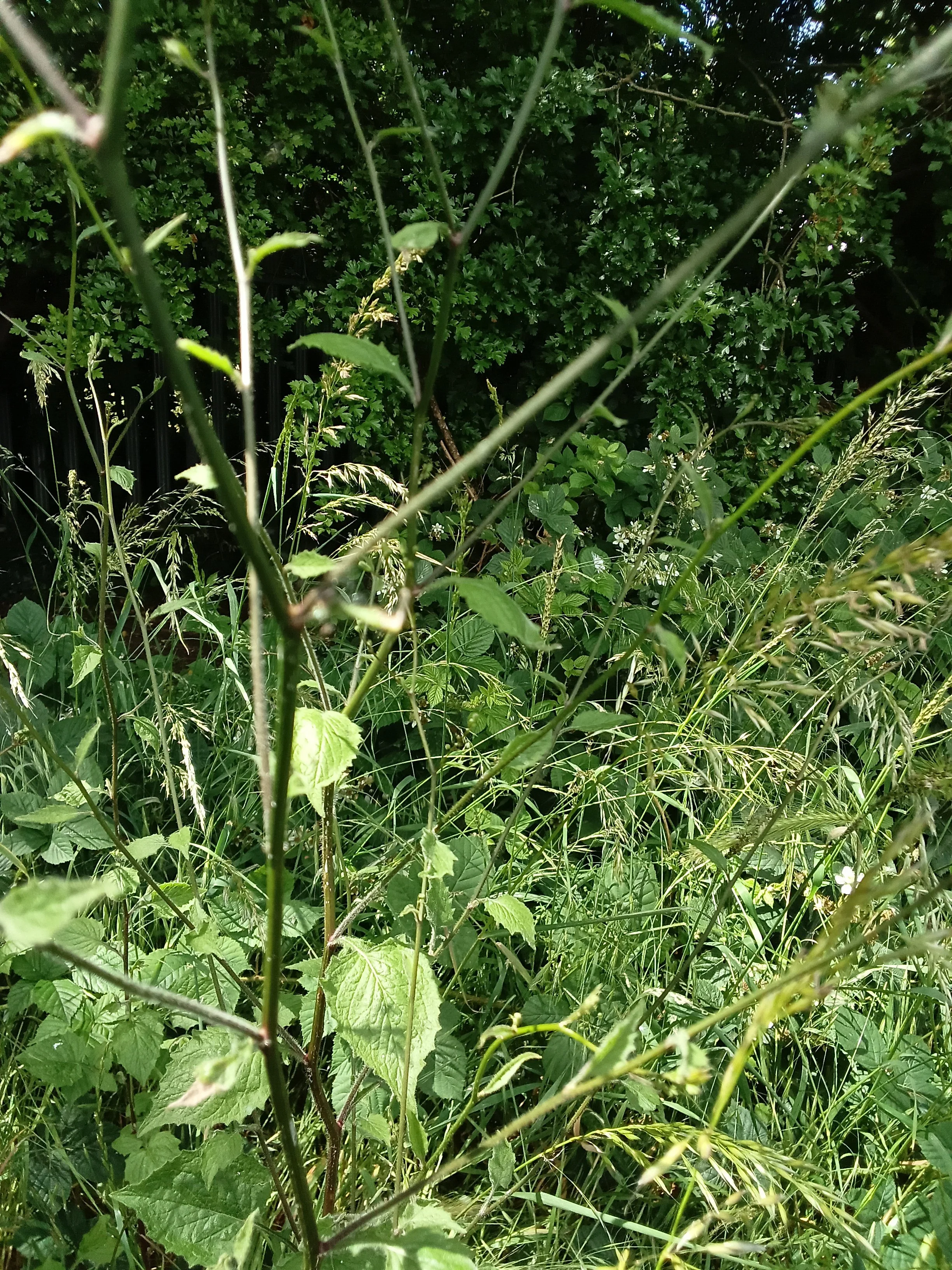 20260609_131949.jpg