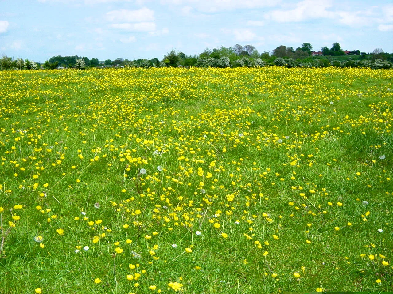 Field of yellow wildflowers and dandelions in green grass under a blue sky.