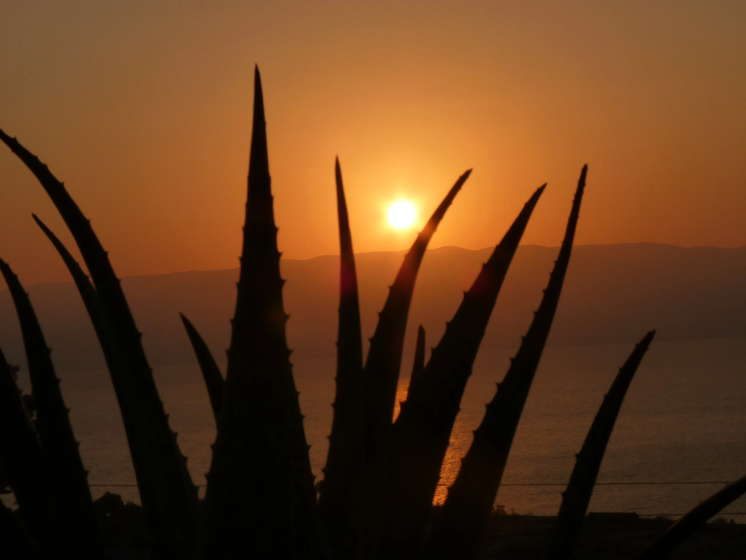 Sunset over a body of water with silhouette of spiky plants in the foreground.