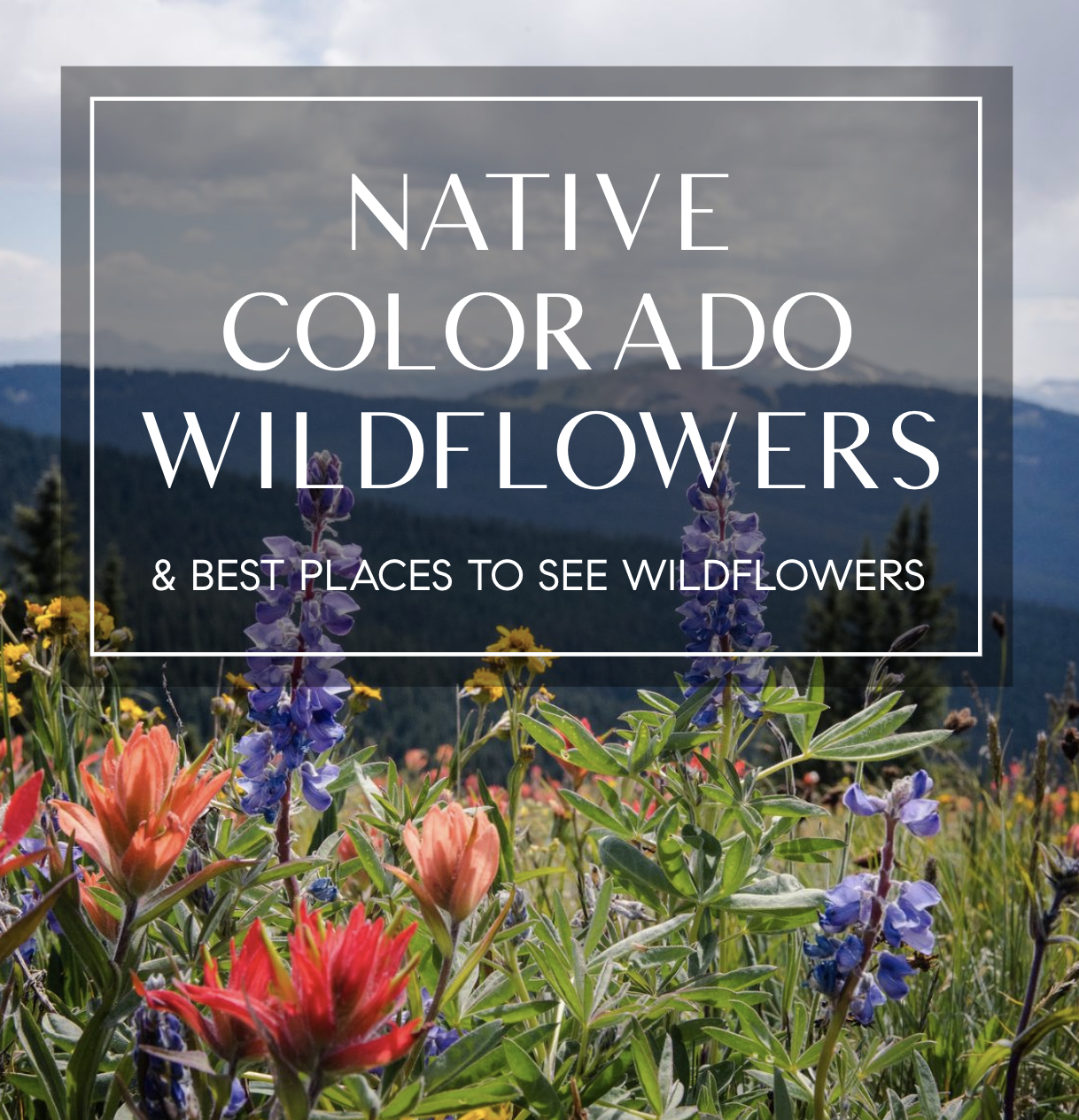 CO Wildflowers