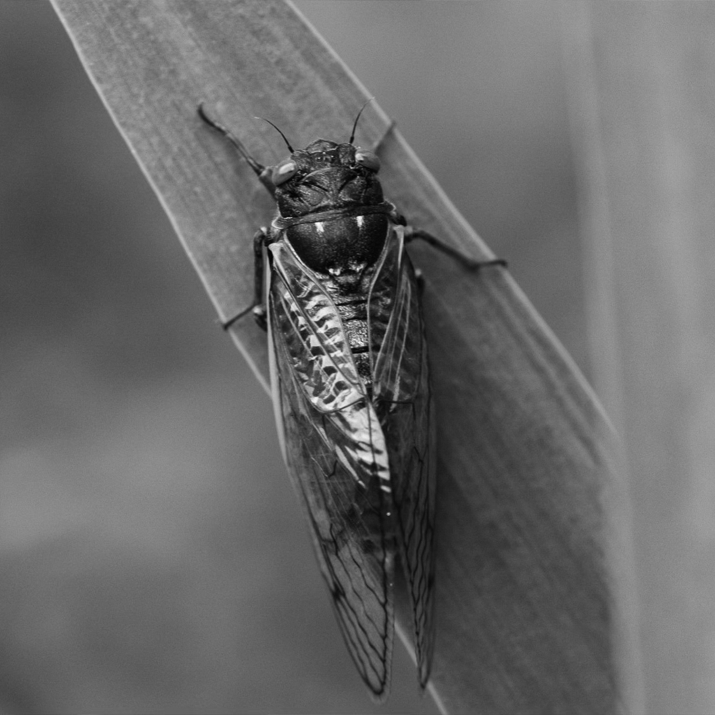 What Are The Cicadas Teaching Me About God? 