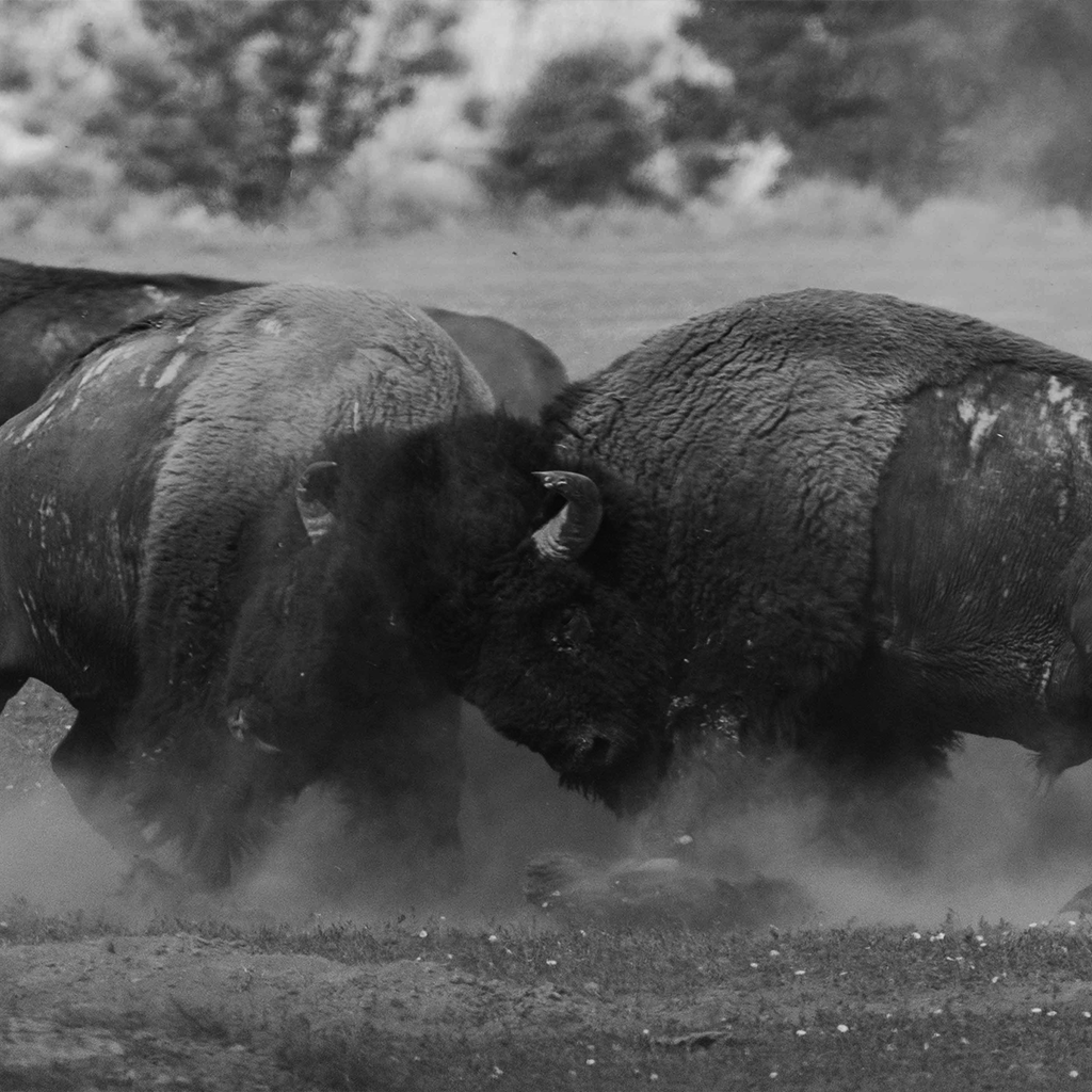 Responding not Reacting 