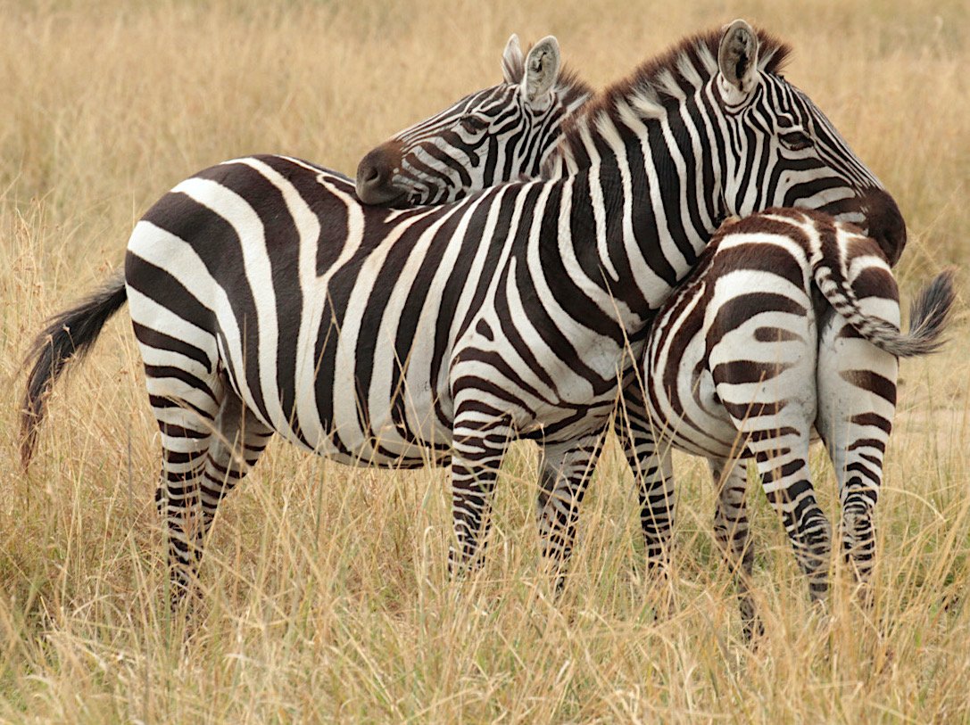 mara zebra grooming pair.jpeg