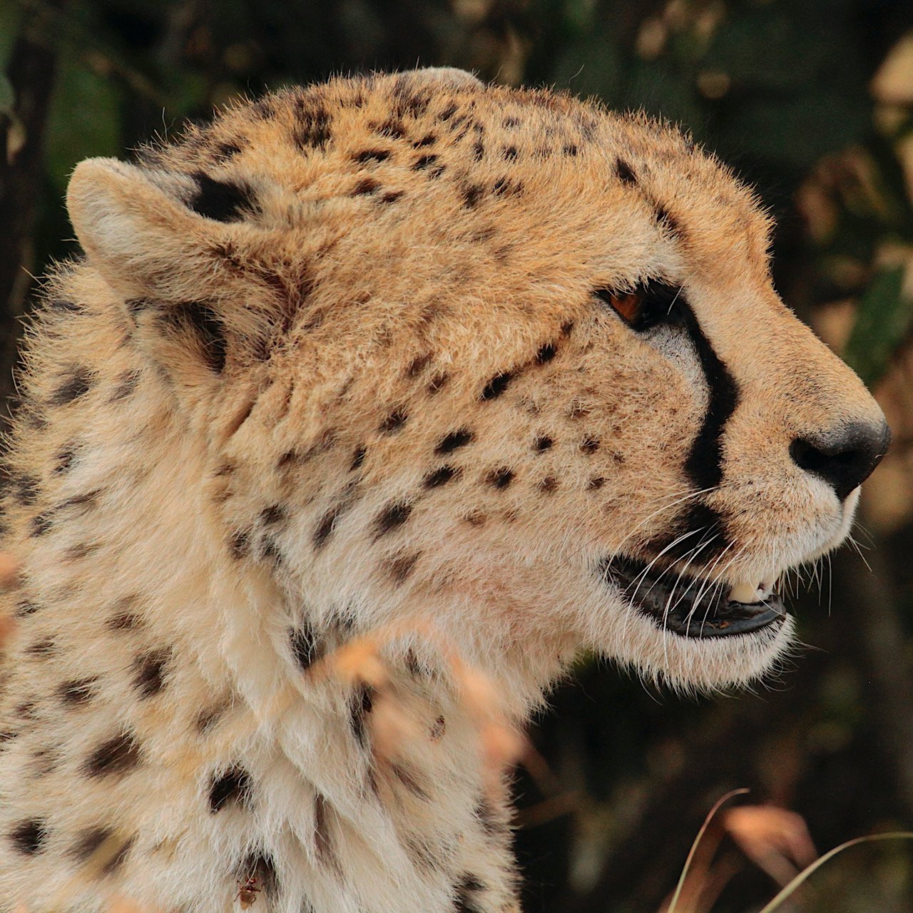 mara cheetah profile.jpeg