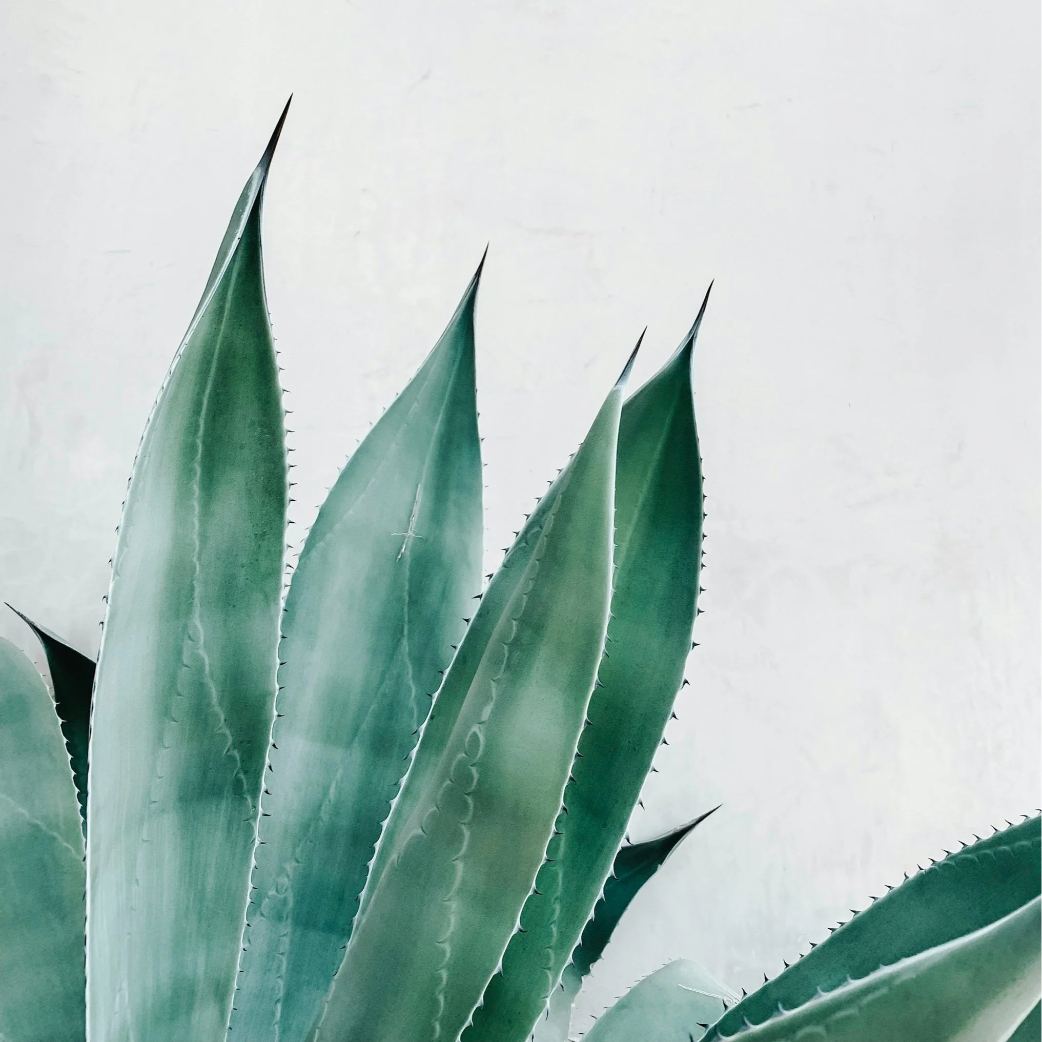 Close-up of agave plant leaves with spines against a white background.