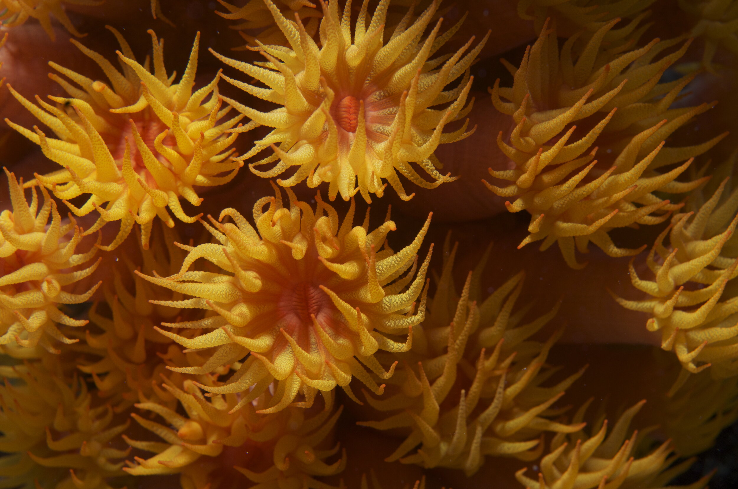 Photo: Close-up of polyps (Jayne Jenkins, Coral Reef Image Bank)