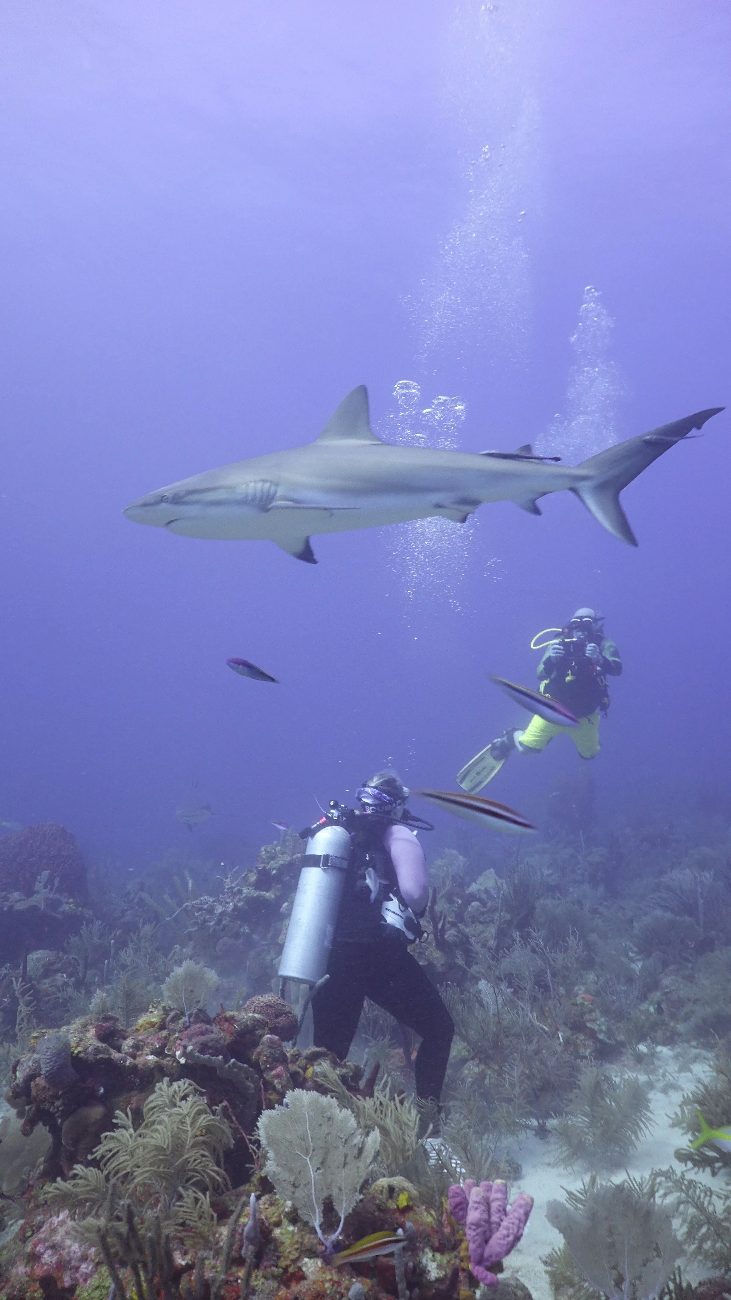 Shark diving in Roatán, Honduras.