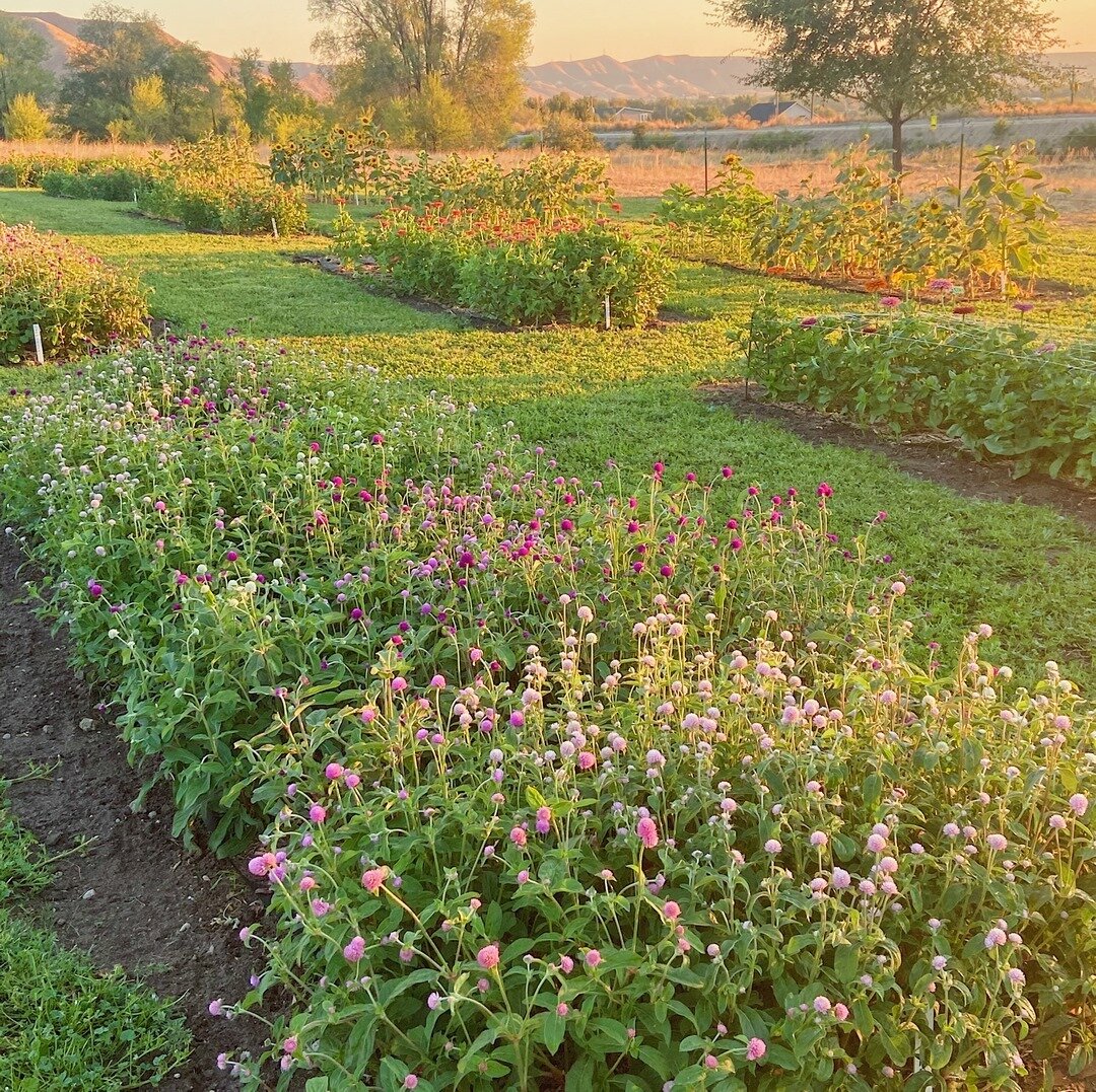 📣 Updated hours for this Saturday: 10 am to 2 pm. ⠀⠀⠀⠀⠀⠀⠀⠀⠀
🌻 It&rsquo;s going to be a beautiful day to pick flowers!! [temps perfect &amp; hopefully less smoke]⠀⠀⠀⠀⠀⠀⠀⠀⠀
🍁 Be sure to stop by for last minute summer adventures, flowers, and pics!⠀⠀
