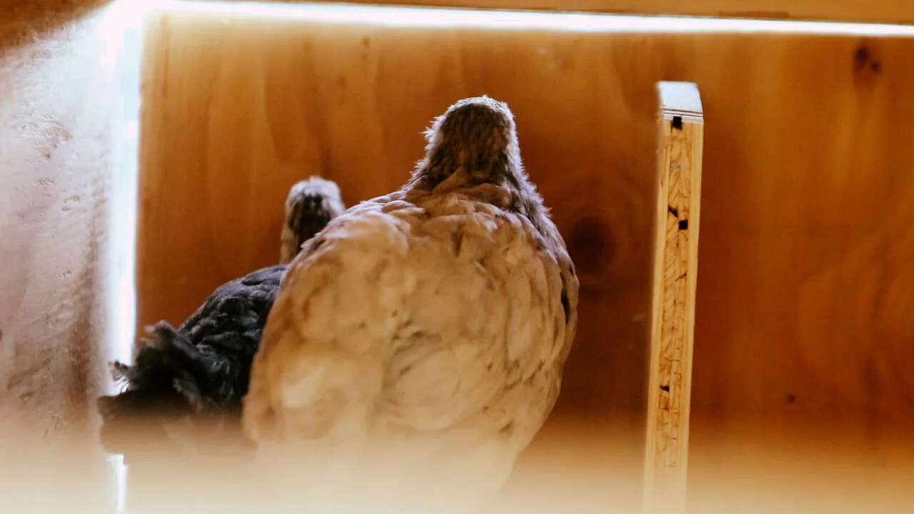 chickens3.jpg