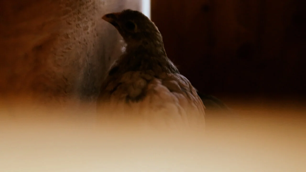 chickens6.jpg