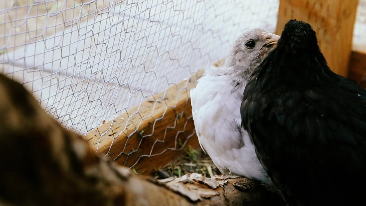 chickens10.jpg
