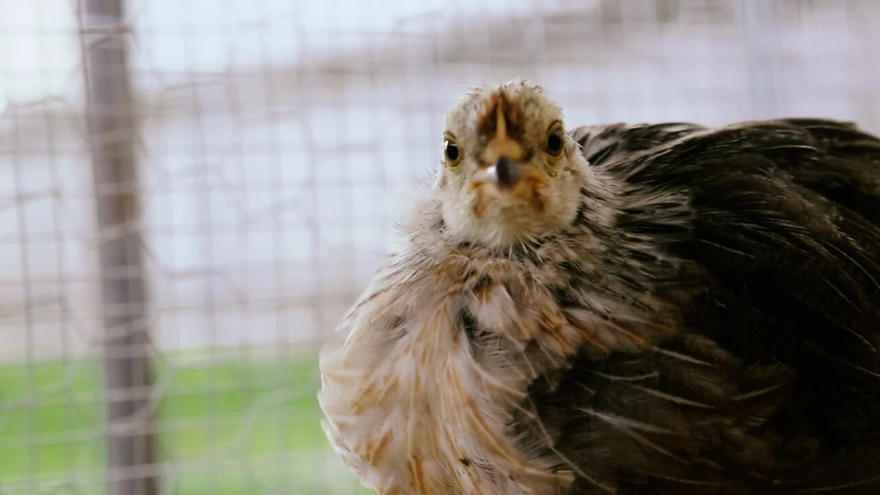 chickens12.jpg