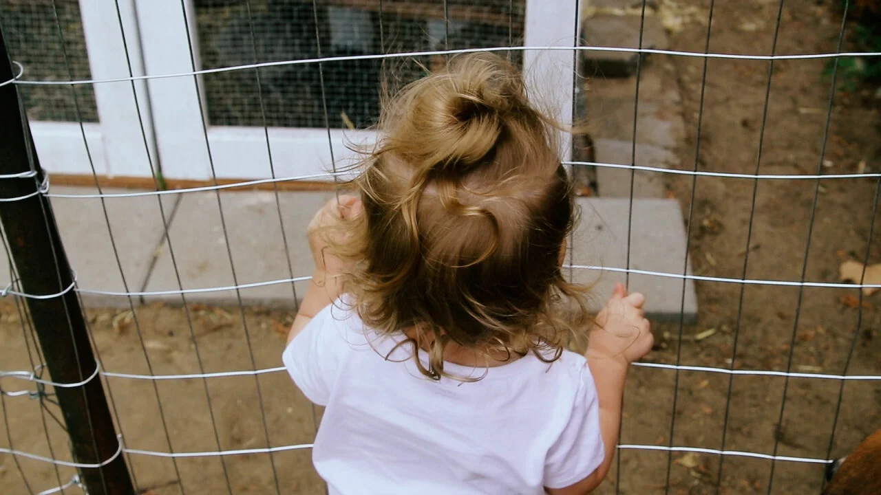 chickens19.jpg