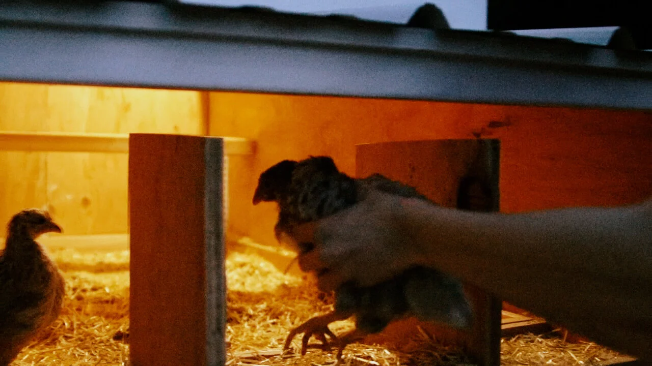 chickens28.jpg