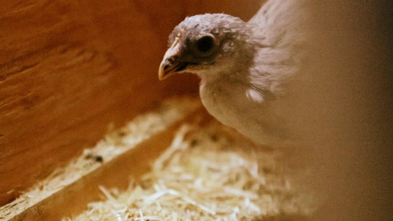 chickens30.jpg