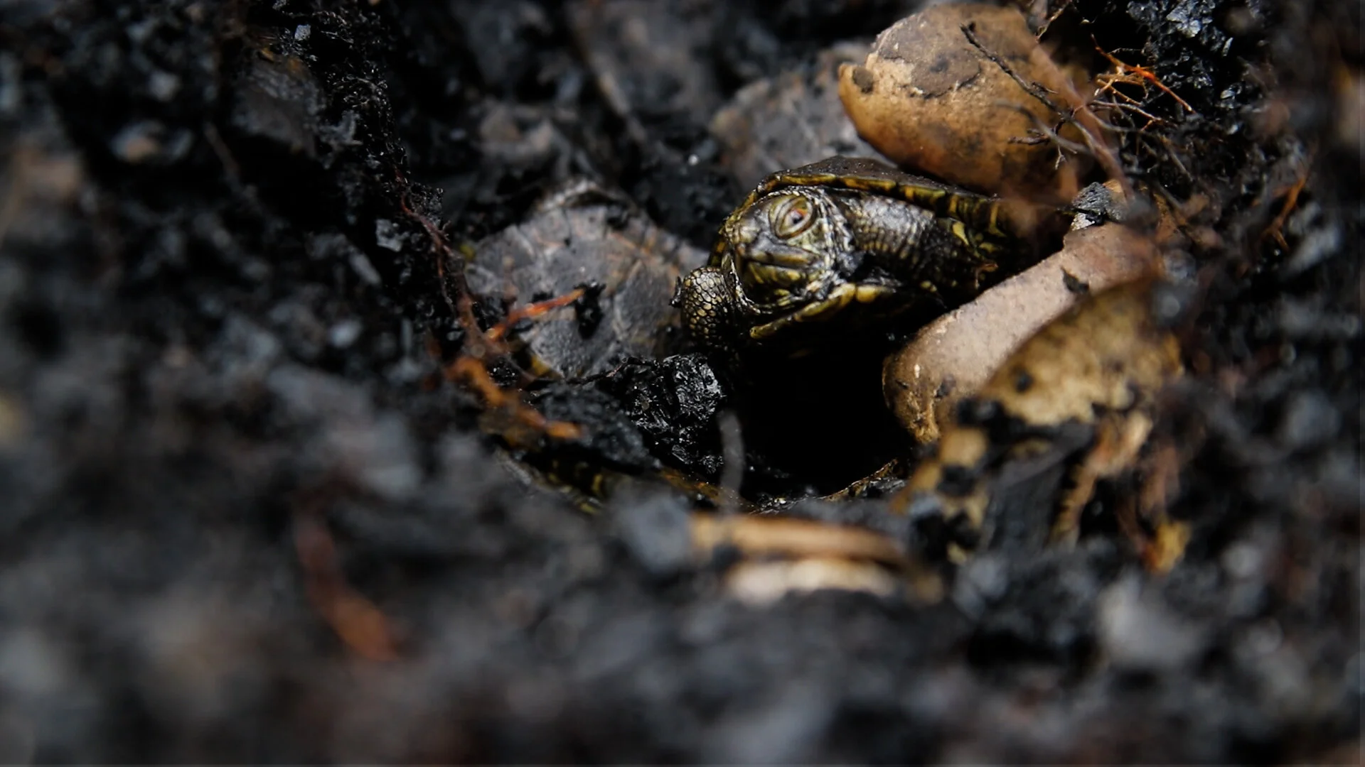 TurtleStill7.jpg