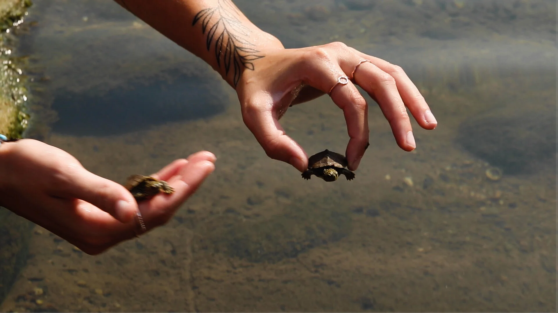 TurtleStill8.jpg