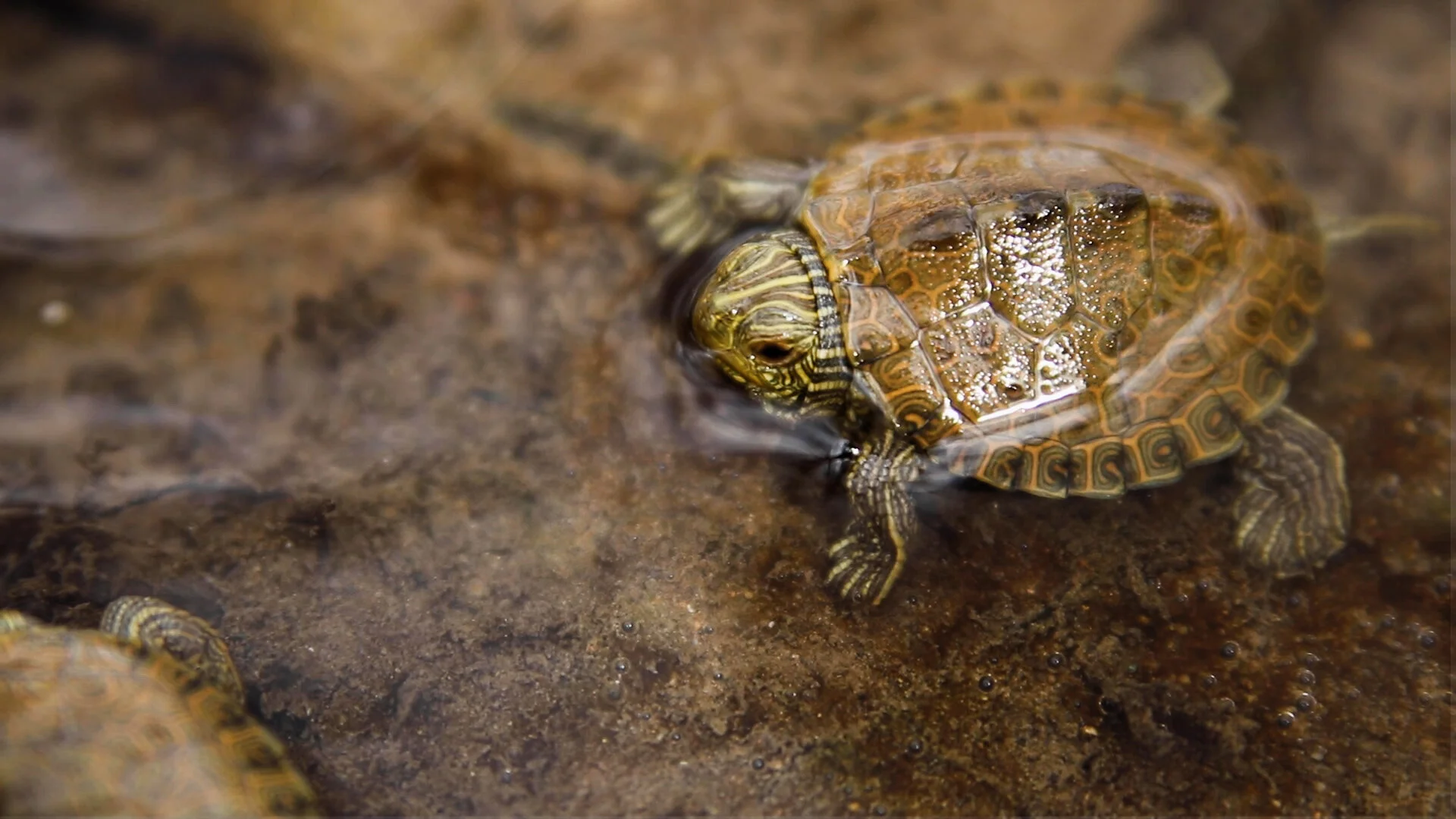 TurtleStill9.jpg