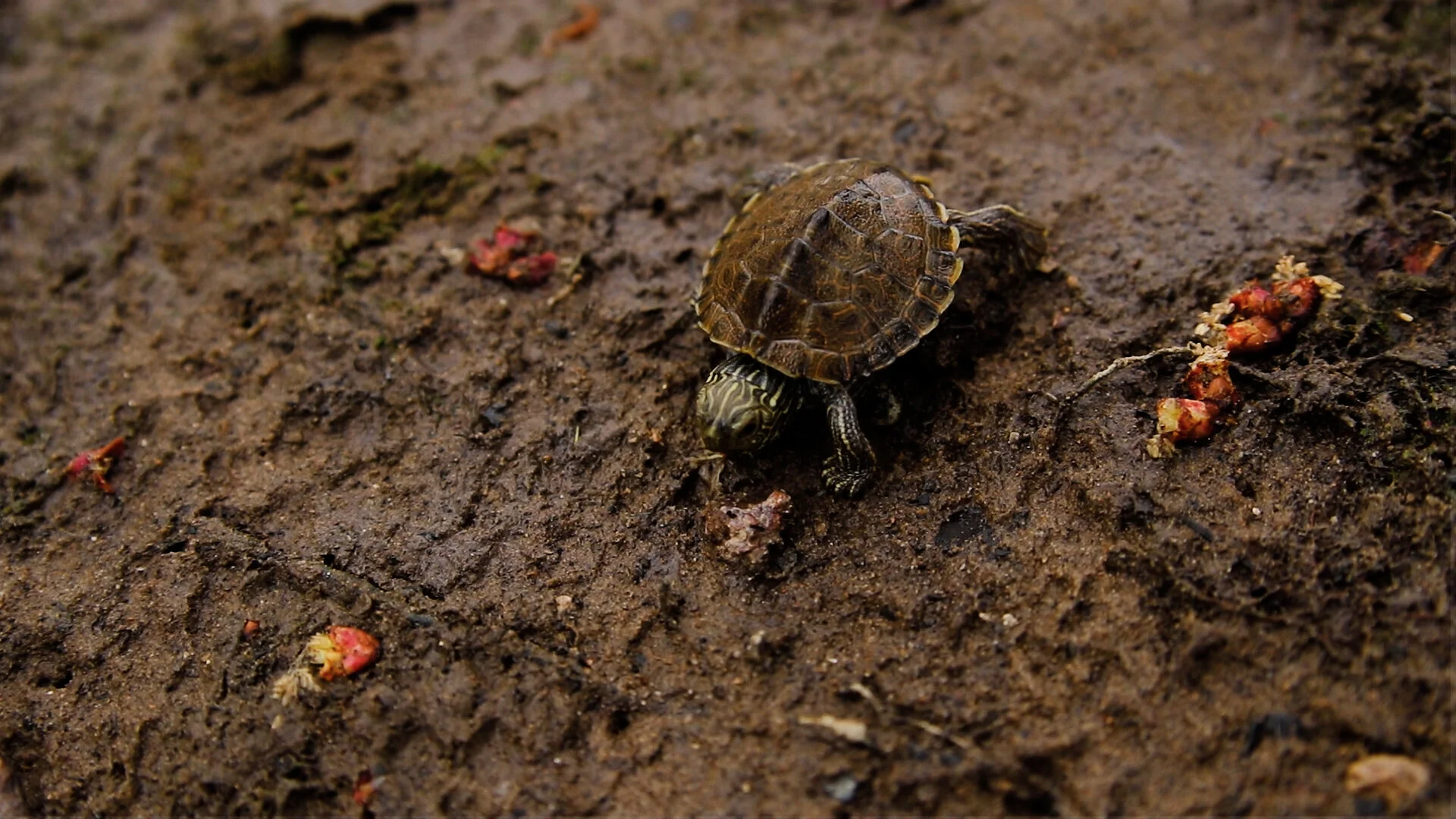 TurtleStill15.jpg