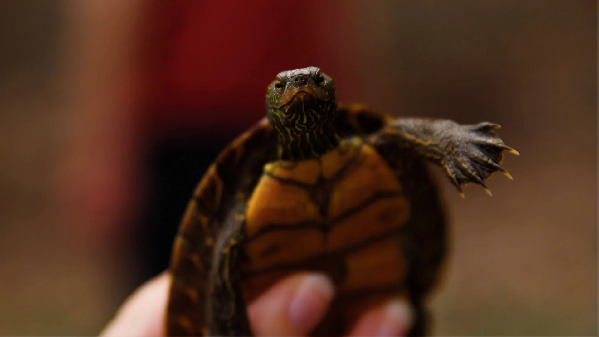 TurtleStill28.jpg