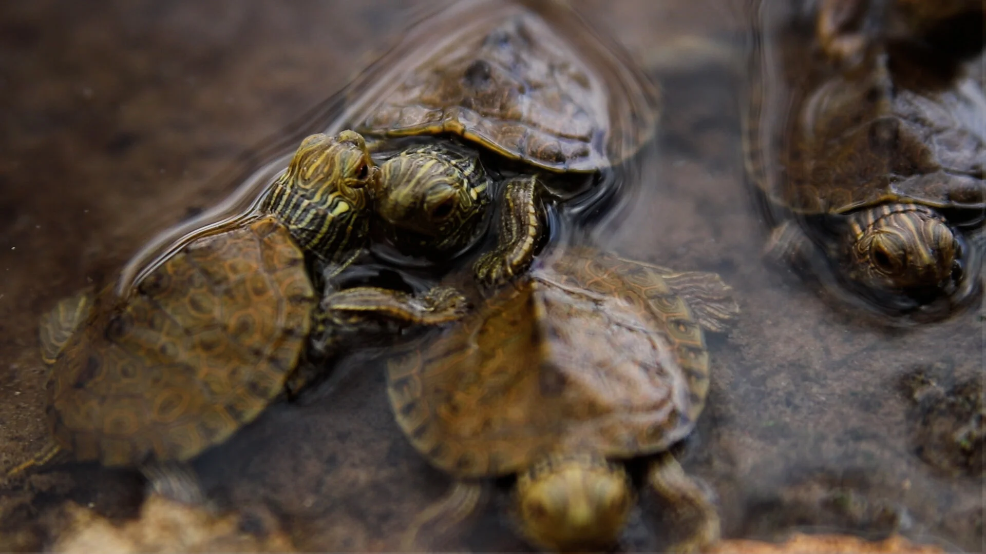 TurtleStill34.jpg