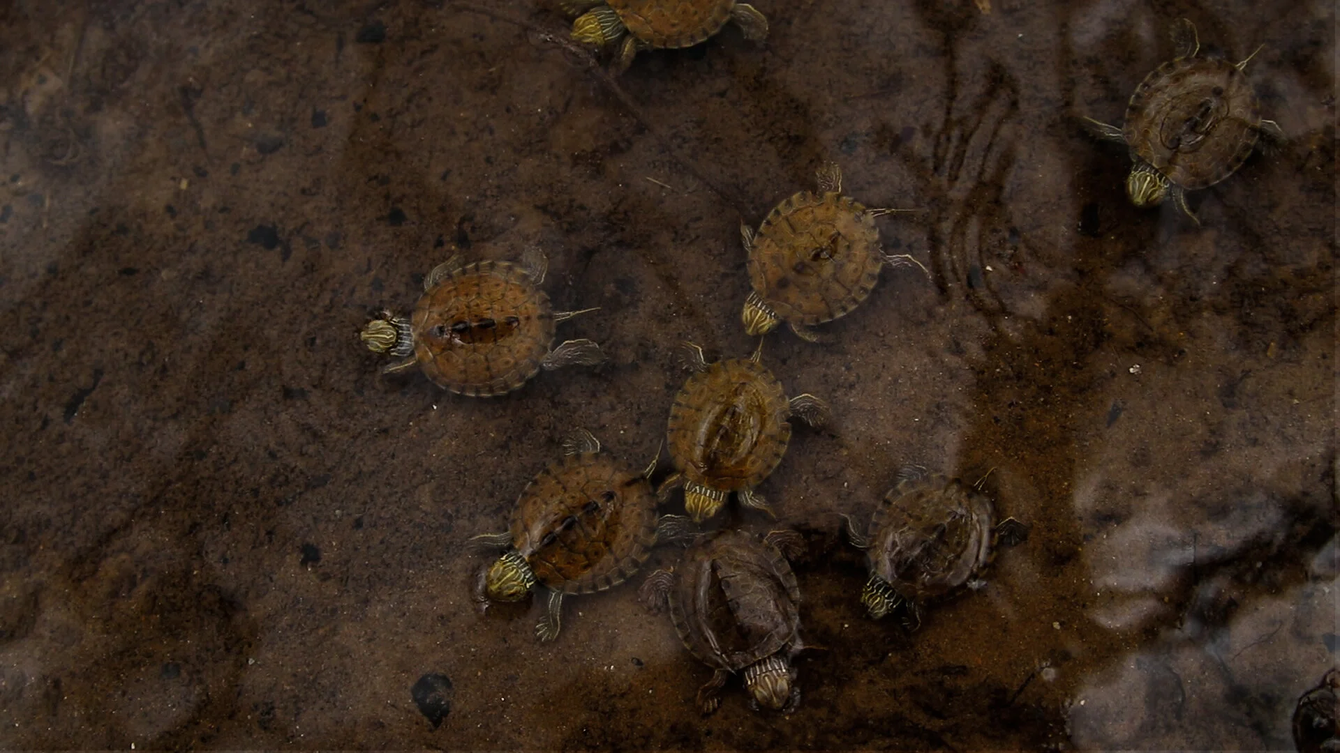 TurtleStill12.jpg