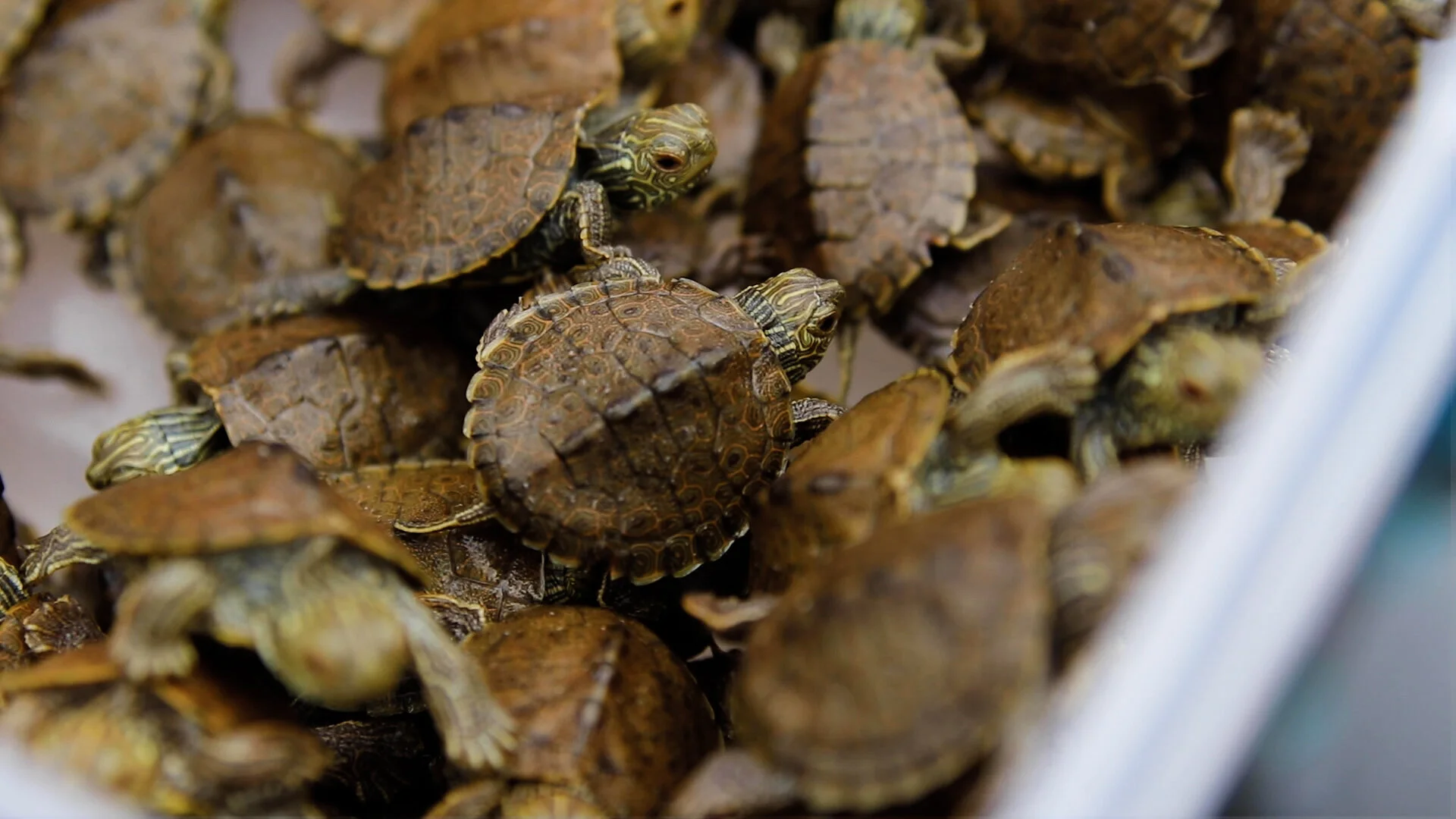 Northern Map Turtles