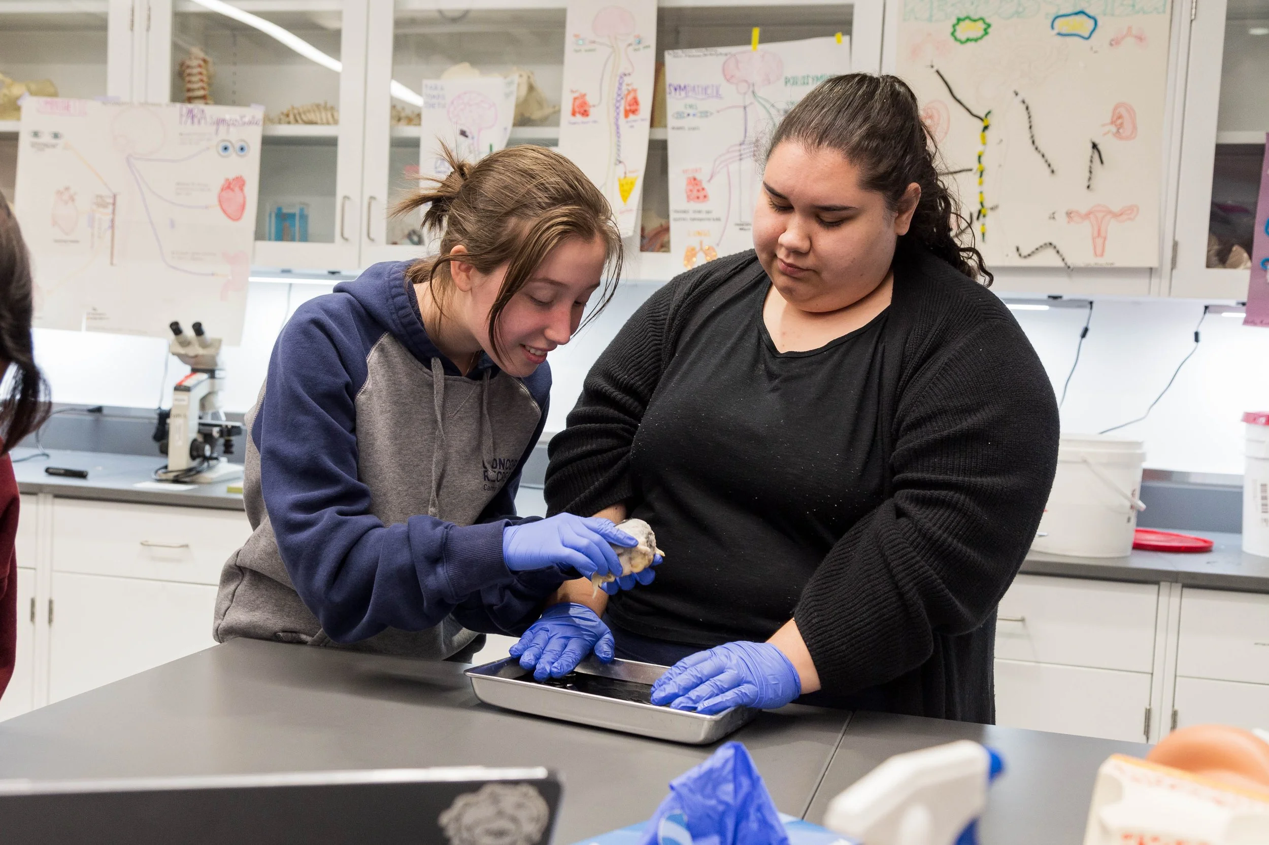 biology-lab-dissection -3767.jpg