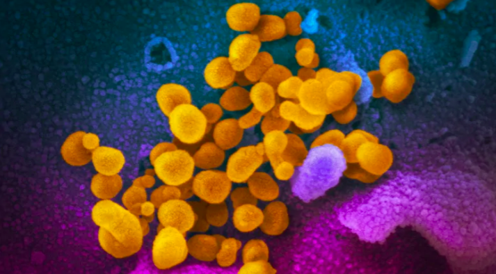 CBC: Powlowski calls on federal government to launch human challenge trials for COVID-19 vaccine