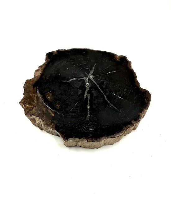 Petrified Wood Slice