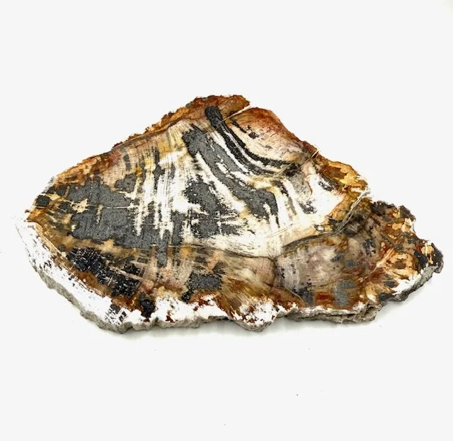 Petrified Wood Slice