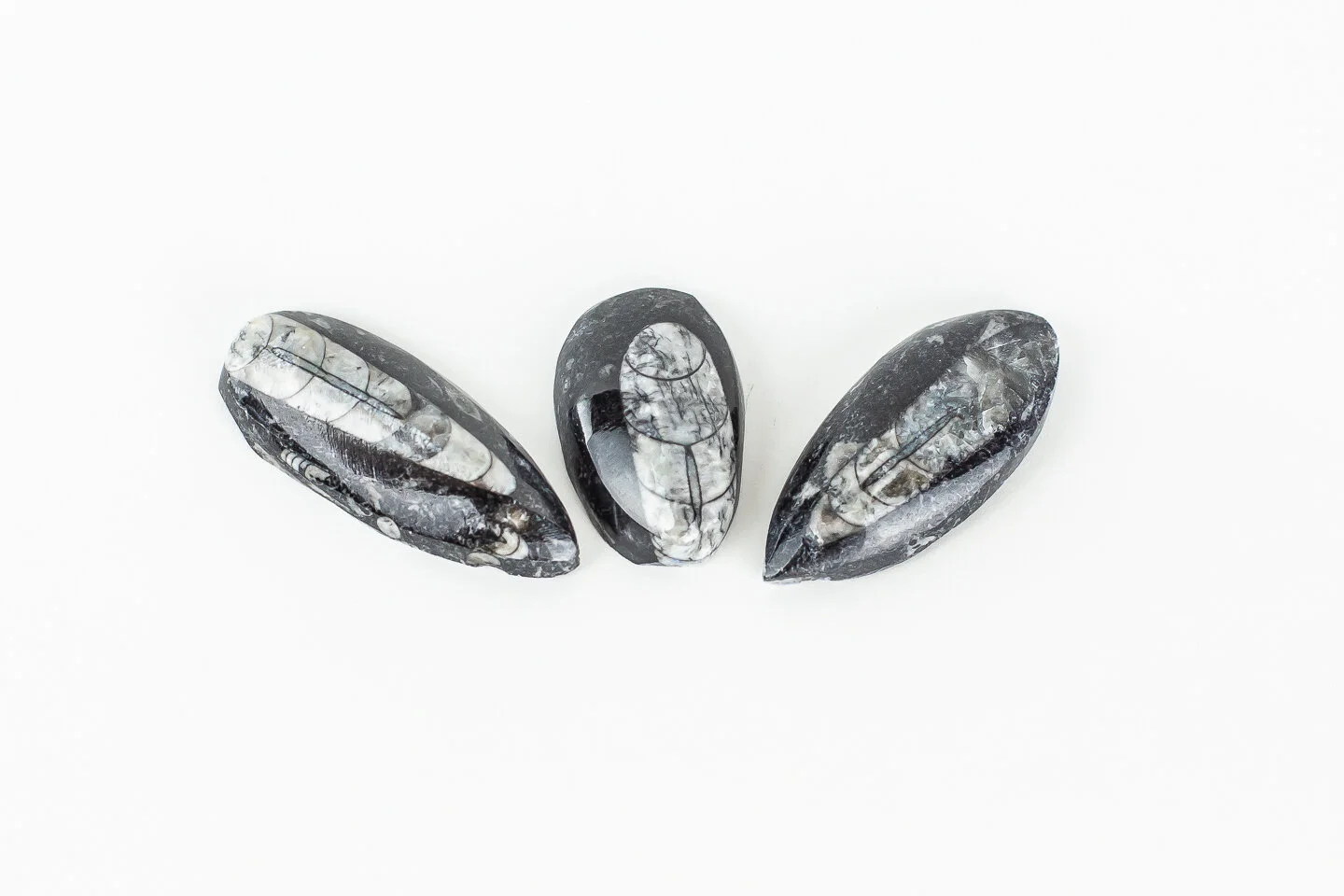 Mini Polished Orthoceras