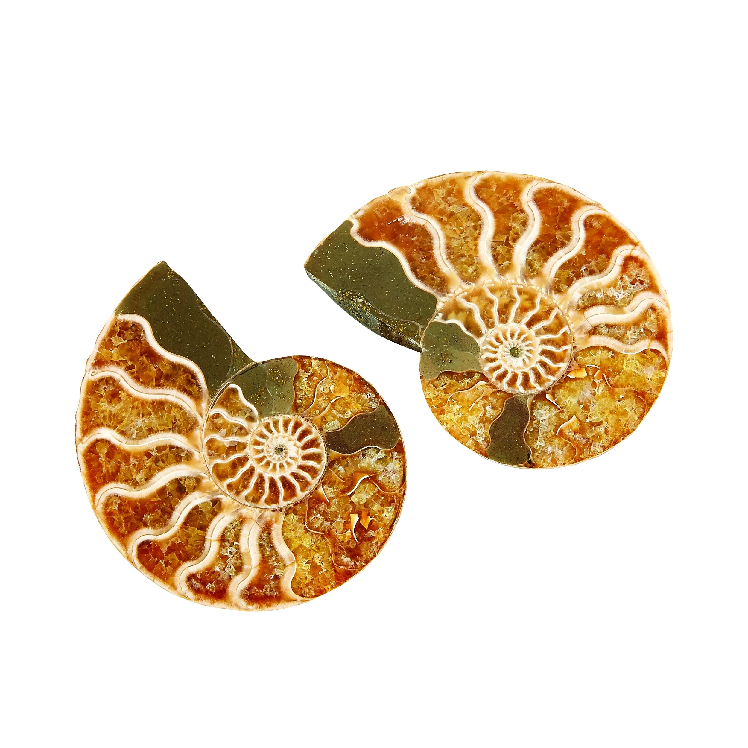 Small Polished Ammonite Pair