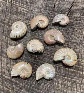 Mini Opalized Ammonites