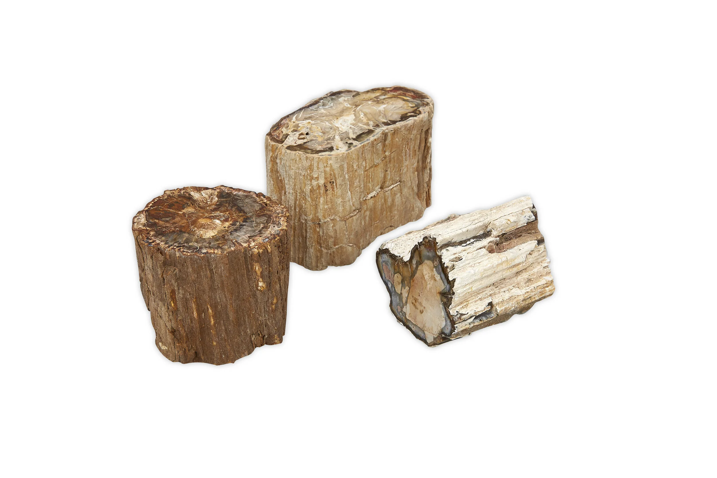 Medium Petrified Wood Limb Section