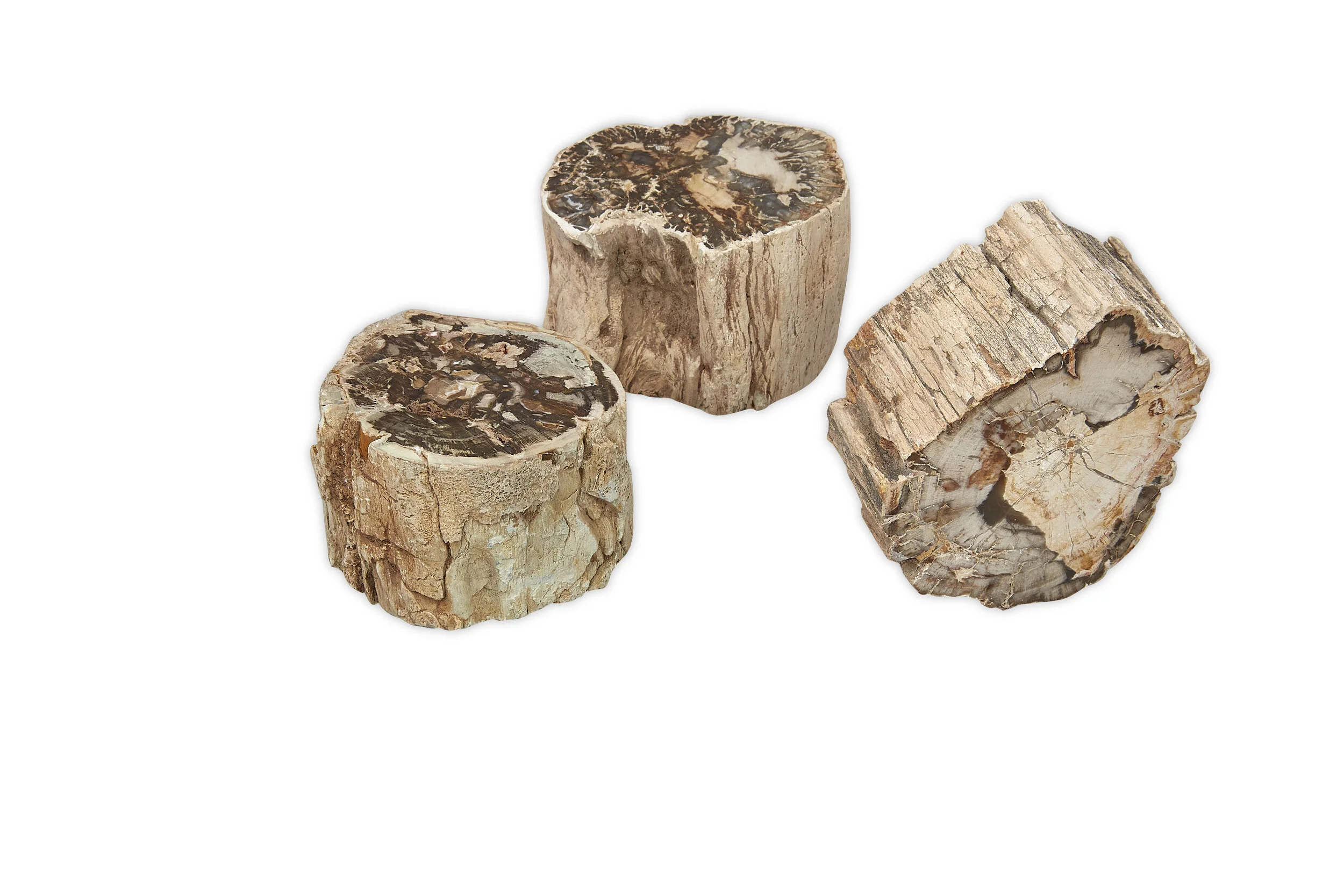 Large Petrified Wood Limb Section