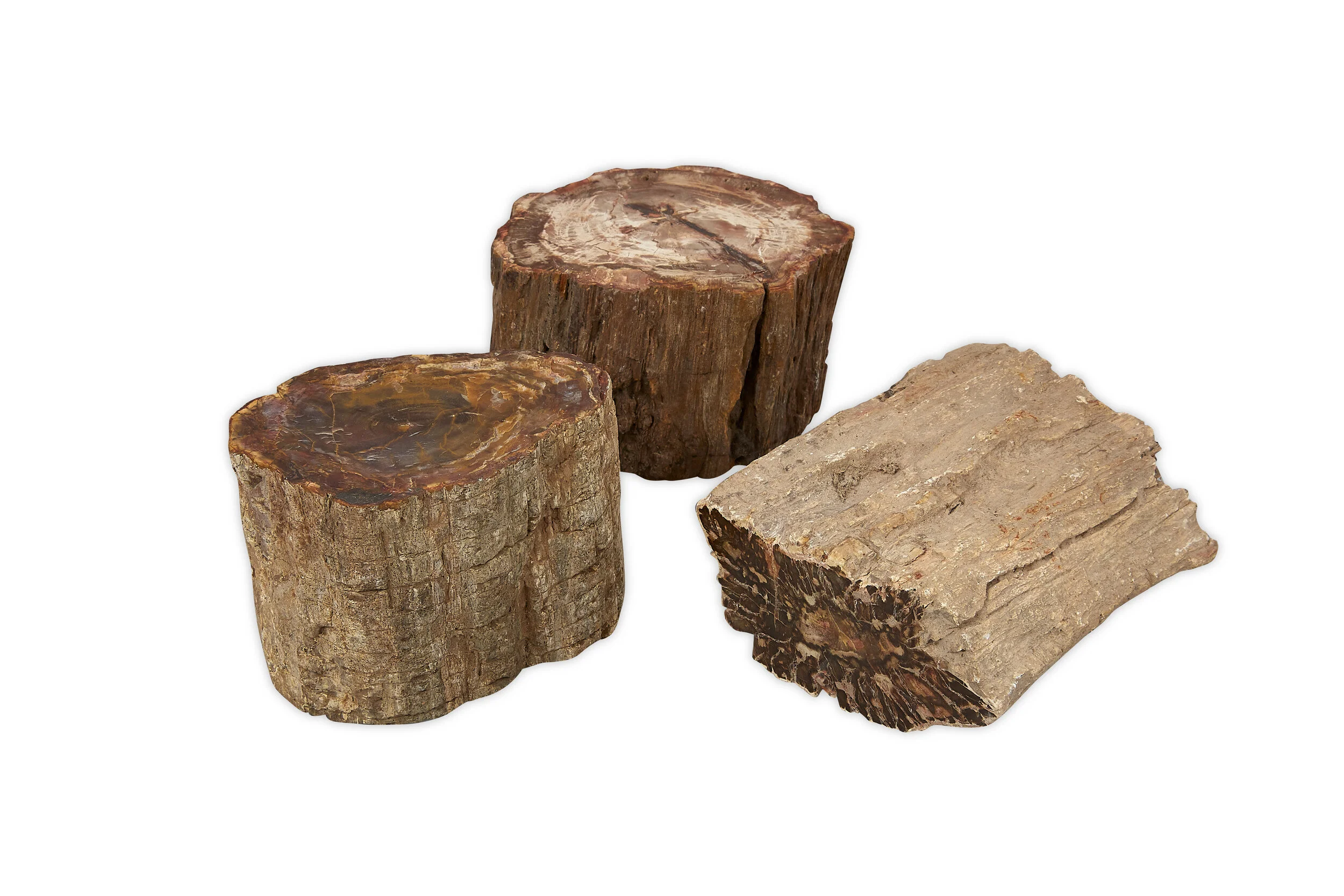 XL Petrified Wood Limb Section