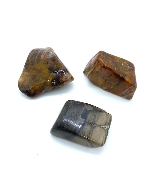 Petrified Wood Tumbled Stone