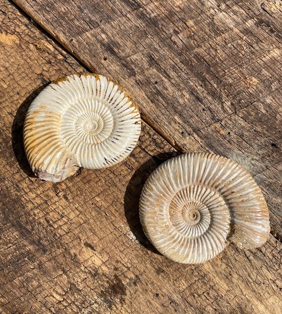 Polished Ammonite with ridges
