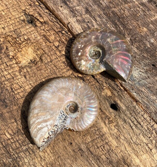 Red Opalescent Polished Ammonite