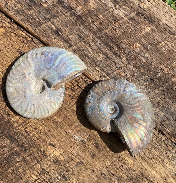 Rough Opalescent Ammonite